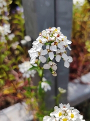 Iberis amara, photograph (c) Sean Hartnett, some rights reserved (CC BY)