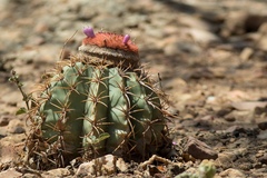 Melocactus zehntneri