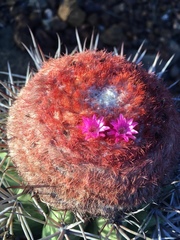 Melocactus zehntneri