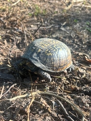 Eastern Box Turtle observed by cowboyjax