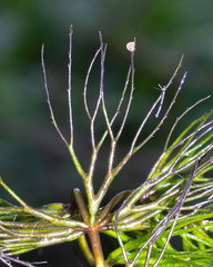 Ceratophyllum echinatum, photograph (c) Nathan Aaron, some rights reserved (CC BY)