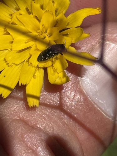 Acmaeodera tubulus