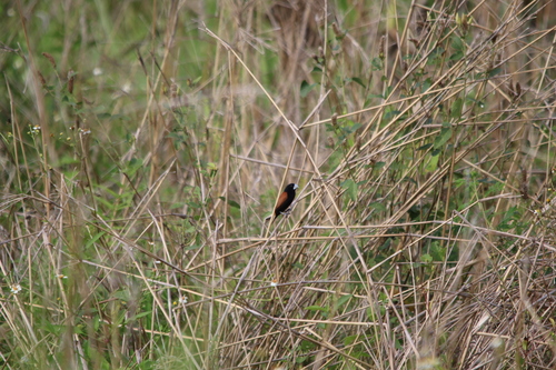Great-billed Mannikin (Lonchura grandis), photo 6