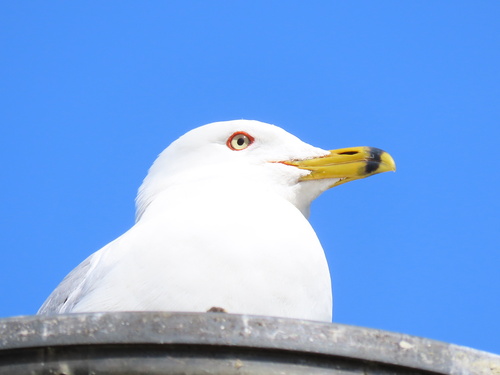 Ring-billed Gull observed by trakka53