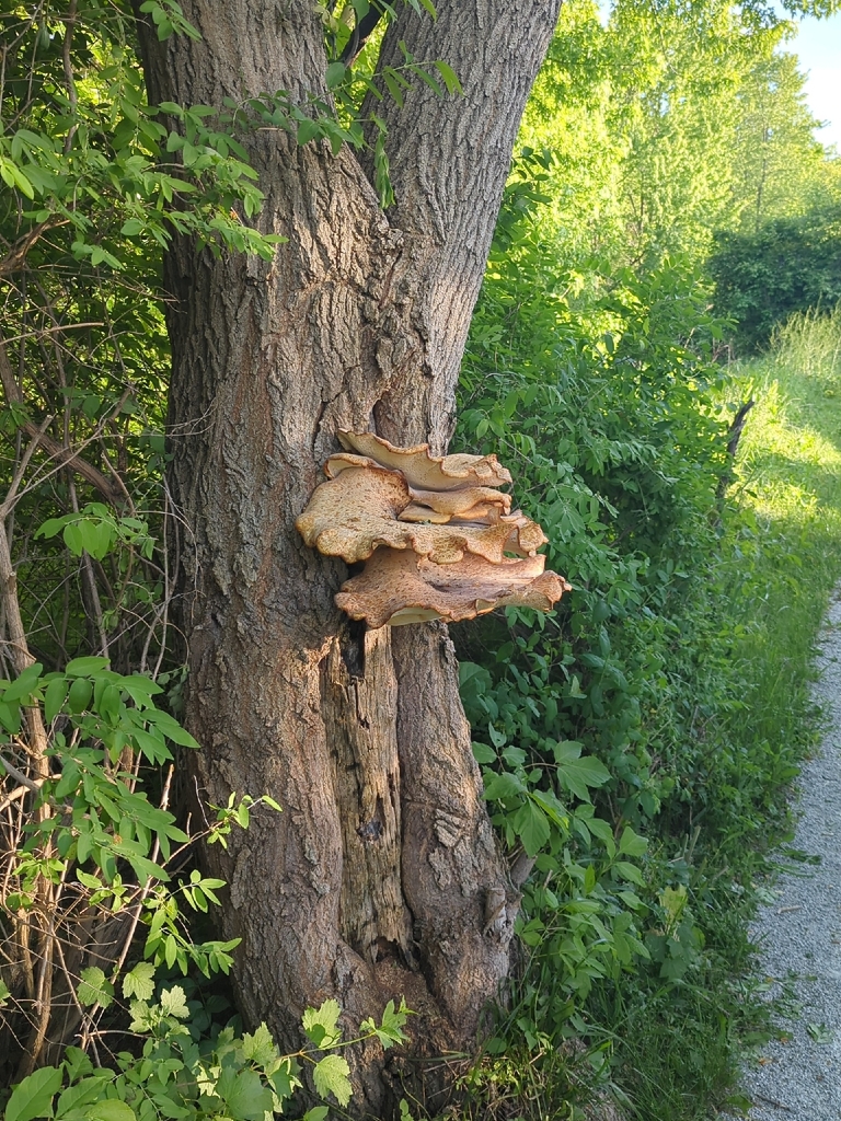 Dryad's Saddle · June 2026 · photo: Photo: (c) Michelle Koskitalo, some rights reserved (CC BY) · iNaturalist