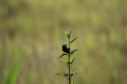 Great-billed Mannikin (Lonchura grandis), photo 3