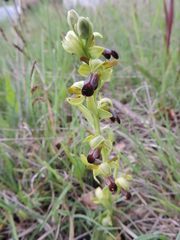 Ophrys fusca funerea