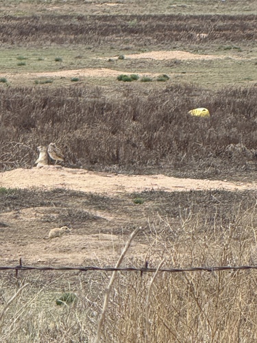 Burrowing Owl observed by andyj08