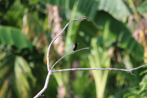 Great-billed Mannikin (Lonchura grandis), photo 2