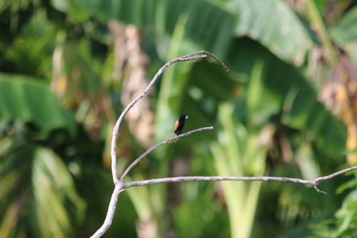 Great-billed Mannikin (Lonchura grandis), photo 5