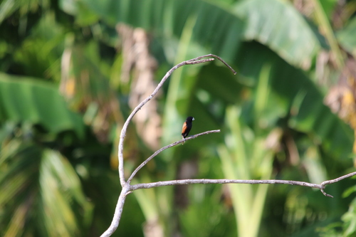 Great-billed Mannikin (Lonchura grandis), photo 3
