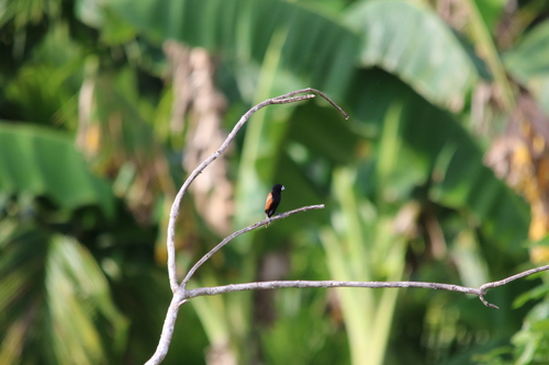 Great-billed Mannikin (Lonchura grandis), photo 4