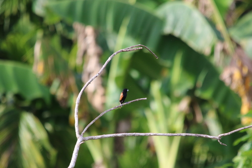 Great-billed Mannikin (Lonchura grandis), photo 5