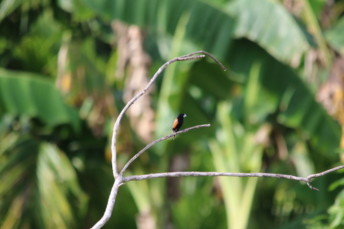 Great-billed Mannikin (Lonchura grandis), photo 6