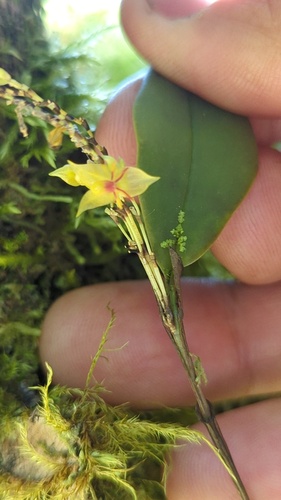 Lepanthes cuatrecasasii