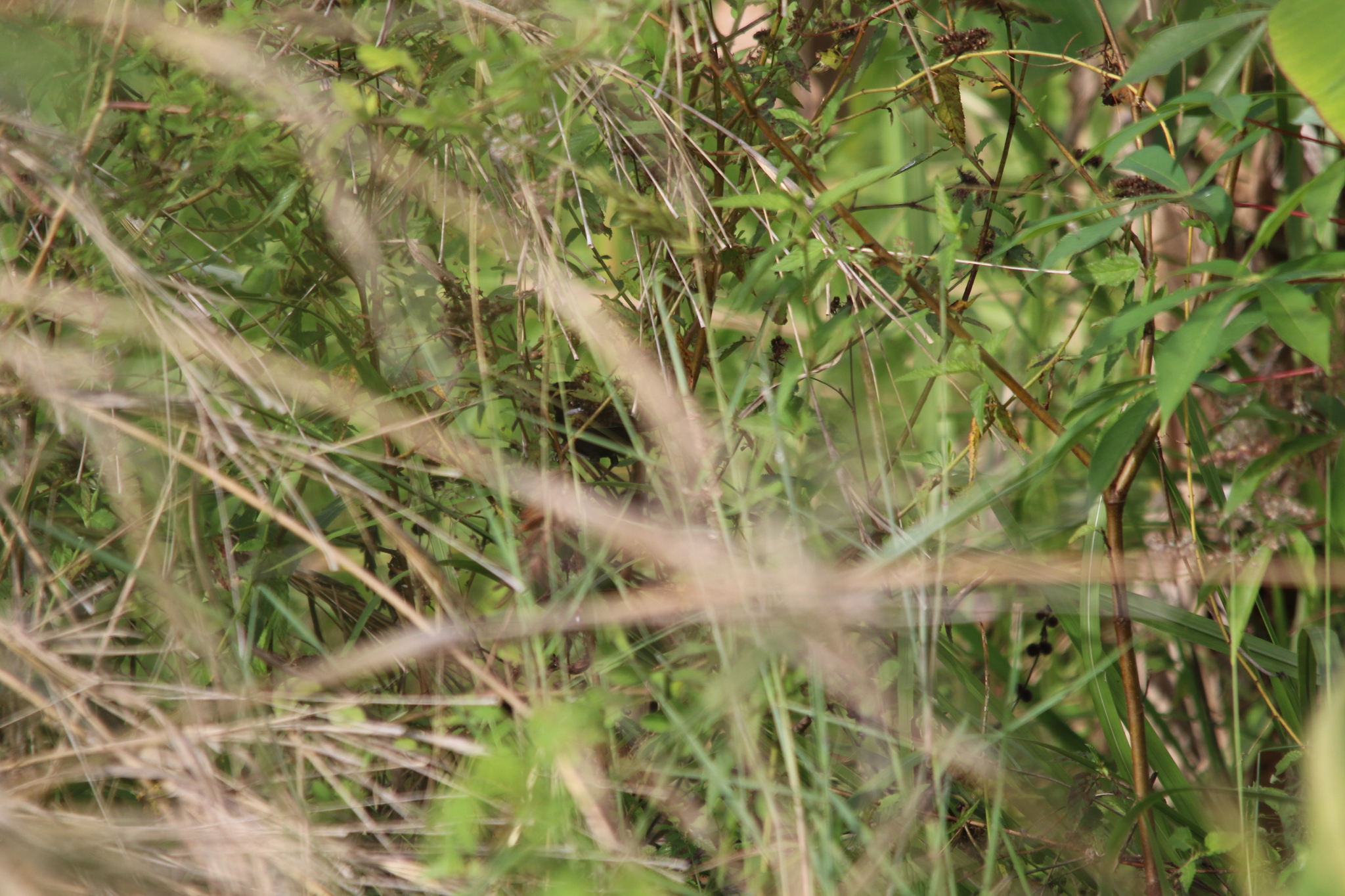 White-shouldered Fairywren (Malurus alboscapulatus), photo 8
