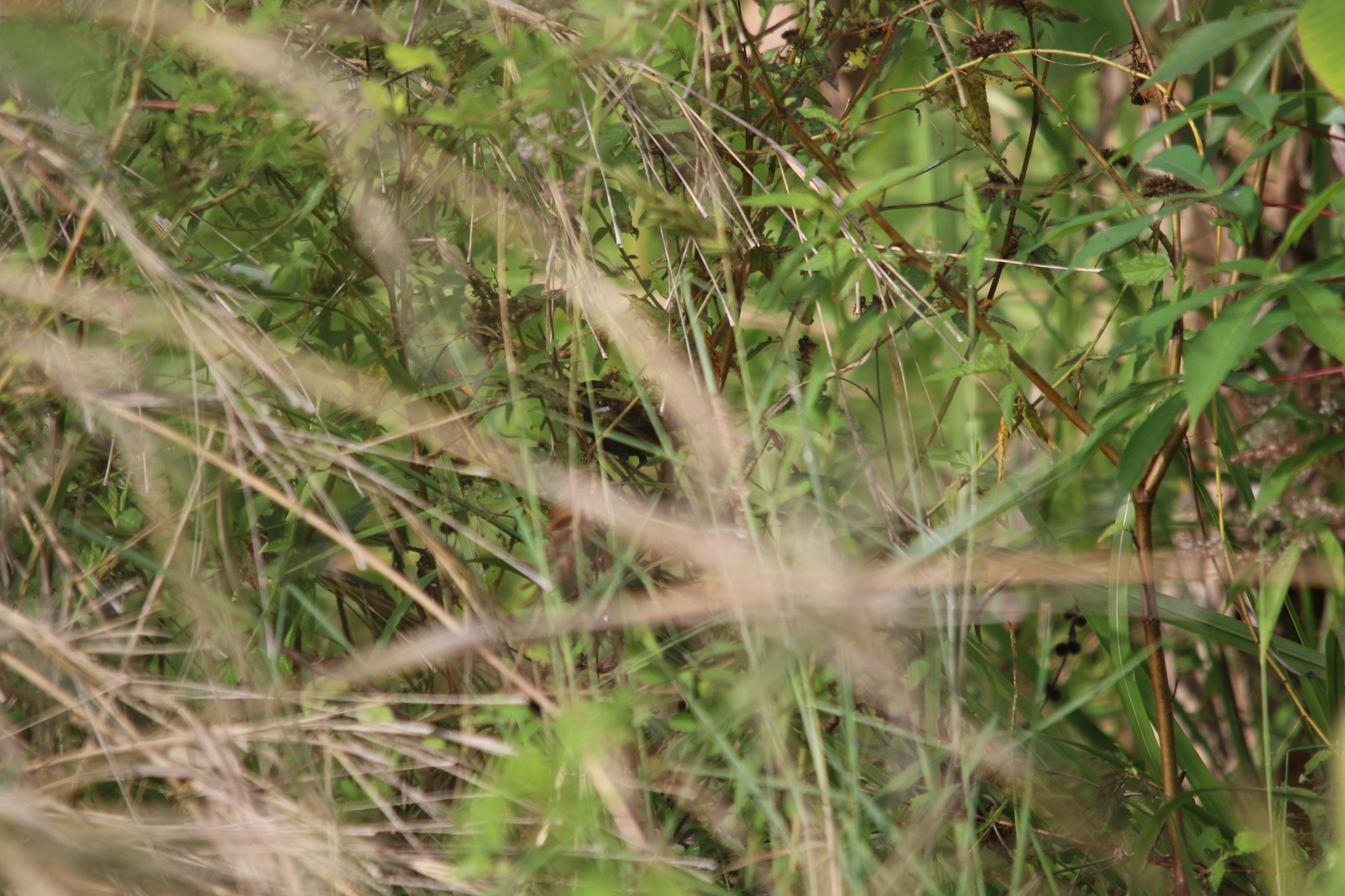 White-shouldered Fairywren (Malurus alboscapulatus), photo 7