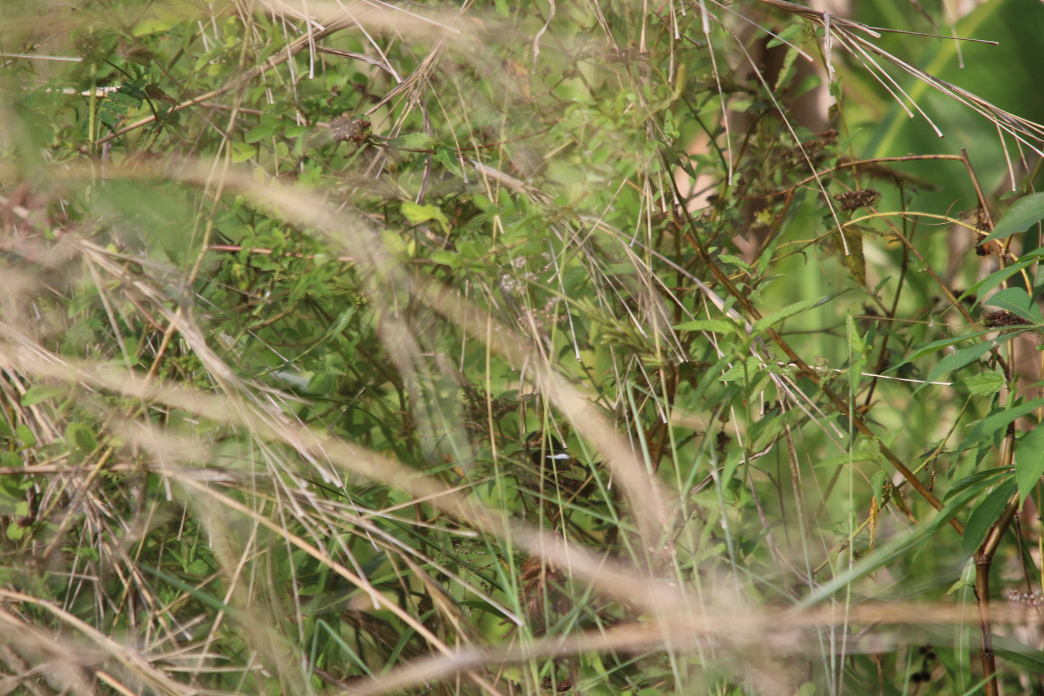 White-shouldered Fairywren (Malurus alboscapulatus), photo 4