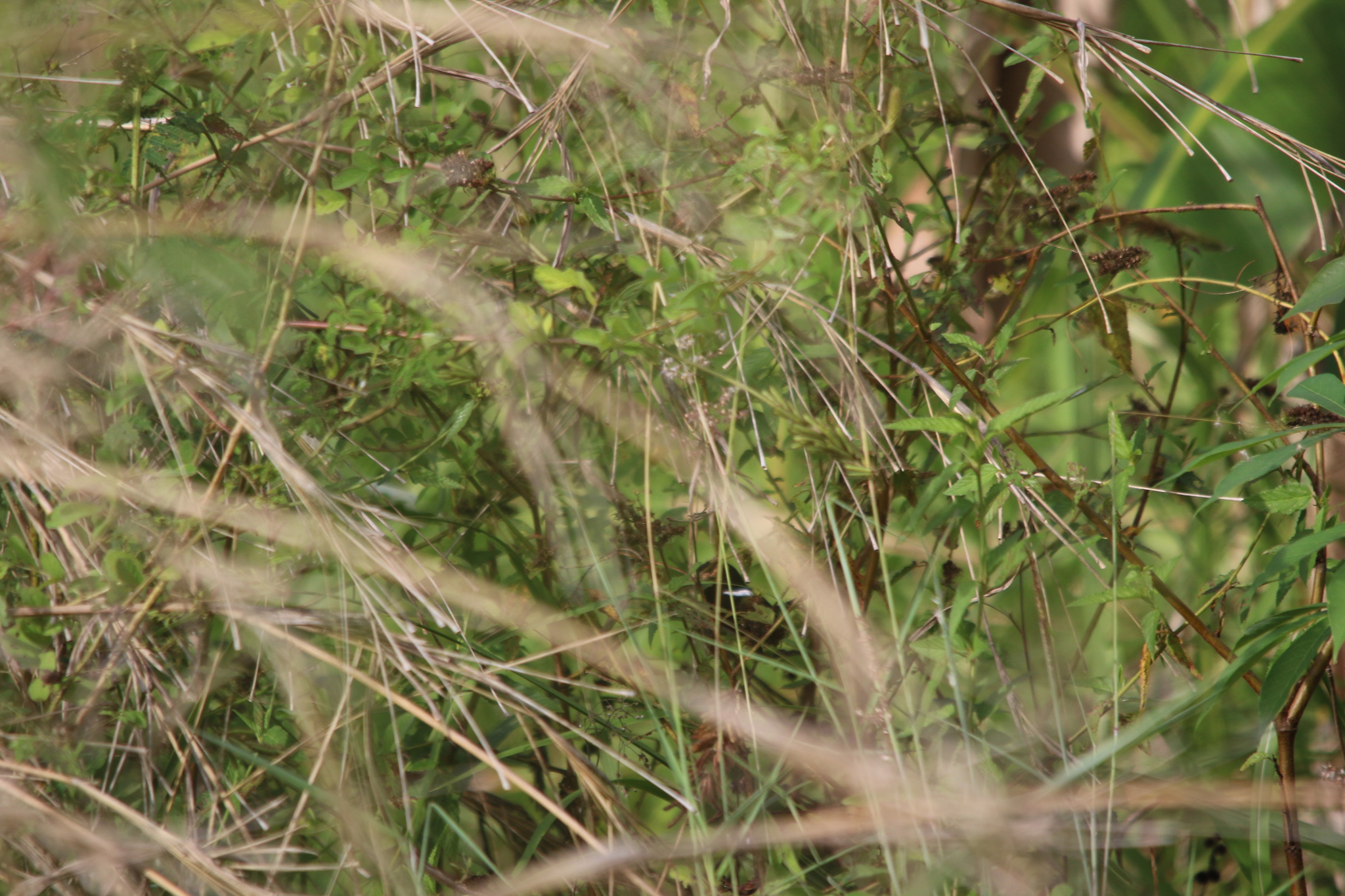 White-shouldered Fairywren (Malurus alboscapulatus), photo 5