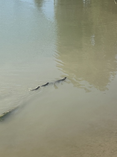 North American River Otter observed by bcrobyn