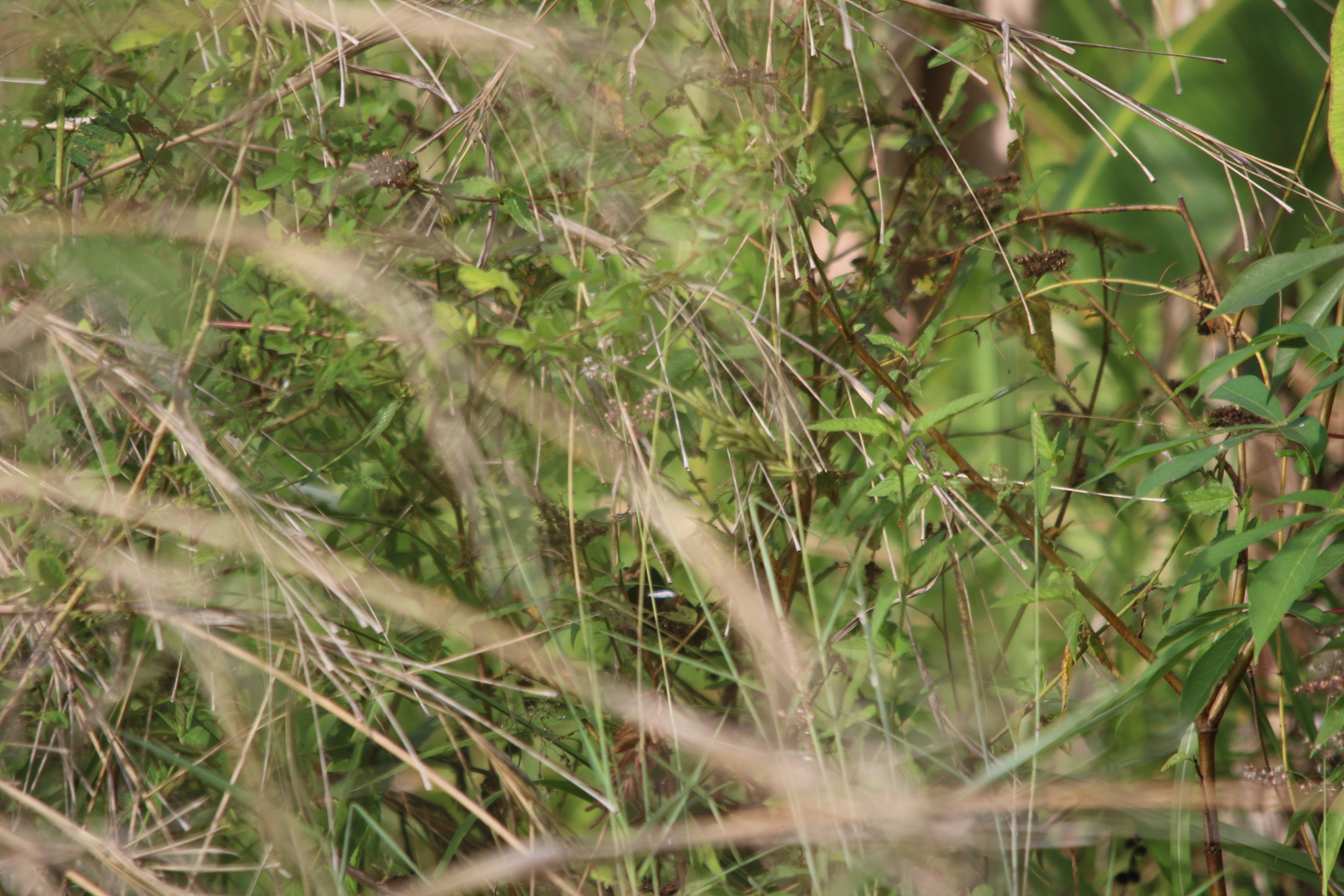 White-shouldered Fairywren (Malurus alboscapulatus), photo 6
