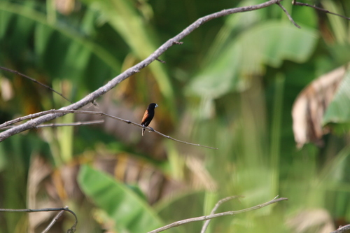 Great-billed Mannikin (Lonchura grandis), photo 8