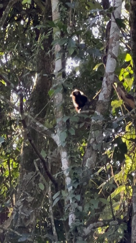 Buffy-tufted-ear Marmoset