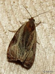 Olethreutes quadrifidum