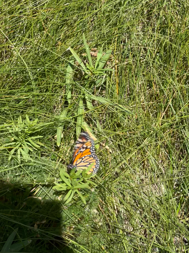 Monarch