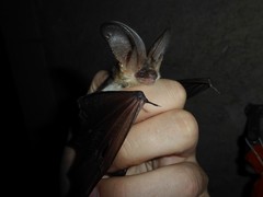 Plecotus macrobullaris