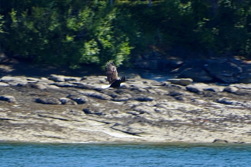 Bald Eagle observed by salmonskyview