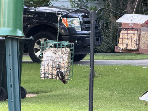 Downy Woodpecker observed by artsymominsc