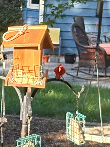 Northern Cardinal observed by frank35235