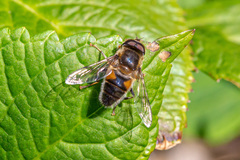Eristalis tenax