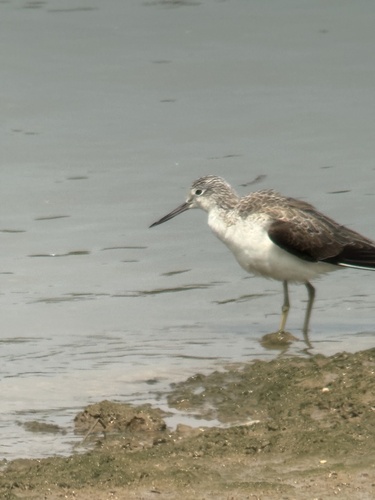 iNaturalist image