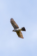 Accipiter nisus