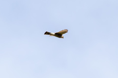 Accipiter nisus