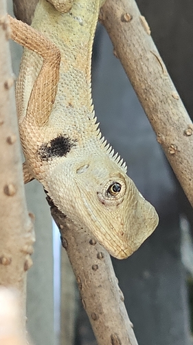 Calotes thailandensis