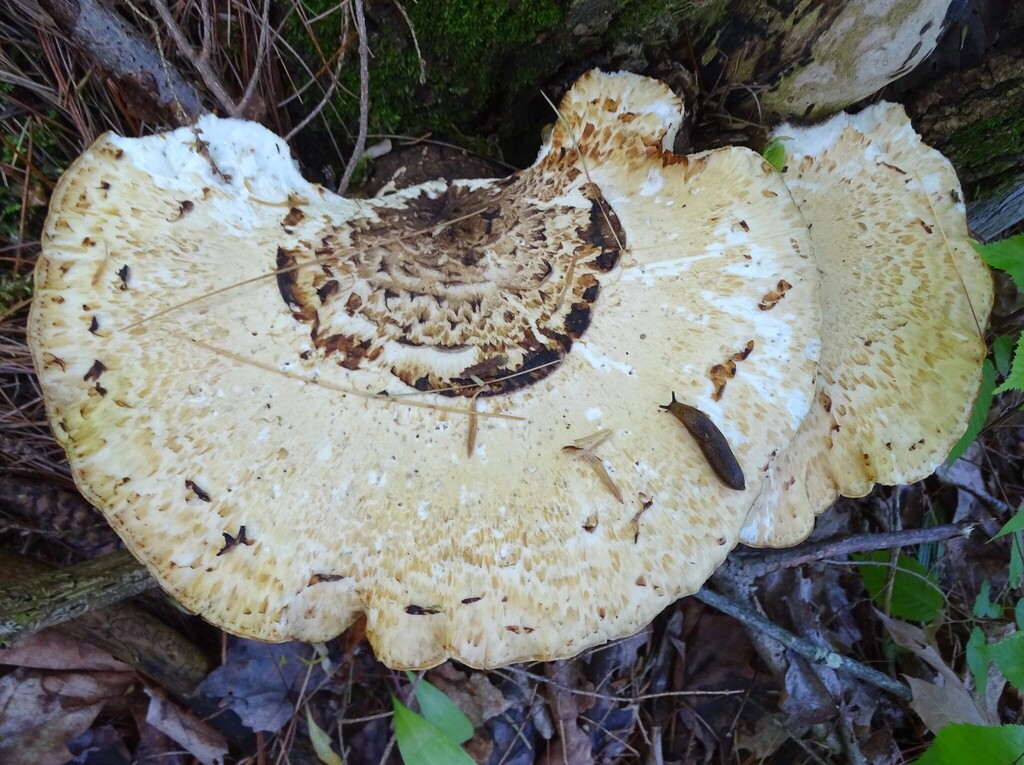 Dryad's Saddle · May 2026 · photo: Photo: (c) Shirley Zundell, some rights reserved (CC BY) · iNaturalist
