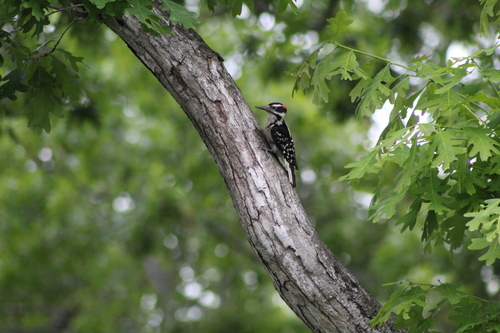 Hairy Woodpecker observed by maroonring