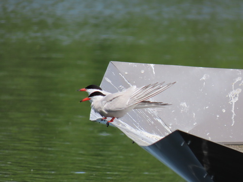 Common Tern observed by trakka53