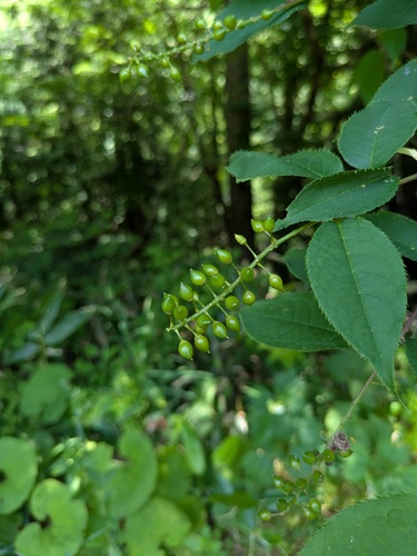 Prunus grayana, photograph 2