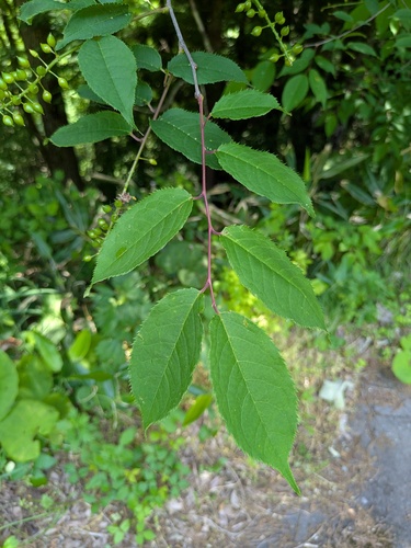 Prunus grayana, photograph 4