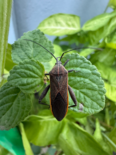 sweet potato bug