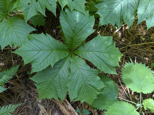 Rodgersia podophylla, photograph 4