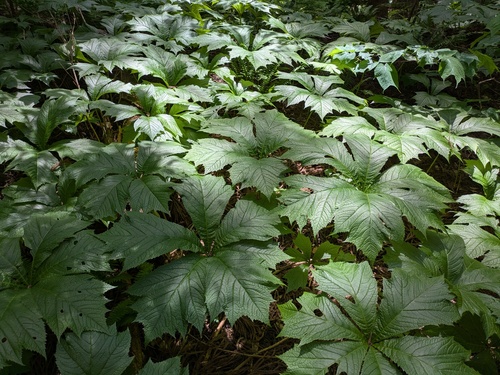 Rodgersia podophylla, photograph 3