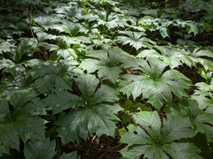 Rodgersia podophylla, photograph (c) Timur Kalininsky, some rights reserved (CC BY)