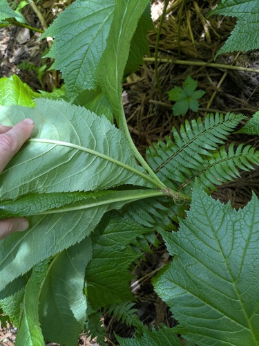 Rodgersia podophylla, photograph 5