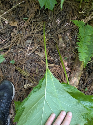 Rodgersia podophylla, photograph 6