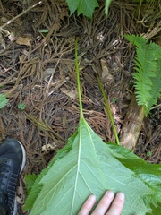 Rodgersia podophylla, photograph (c) Timur Kalininsky, some rights reserved (CC BY)